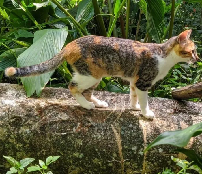 Gato ra a SRD-ViraLata idade 1 ano nome Juma