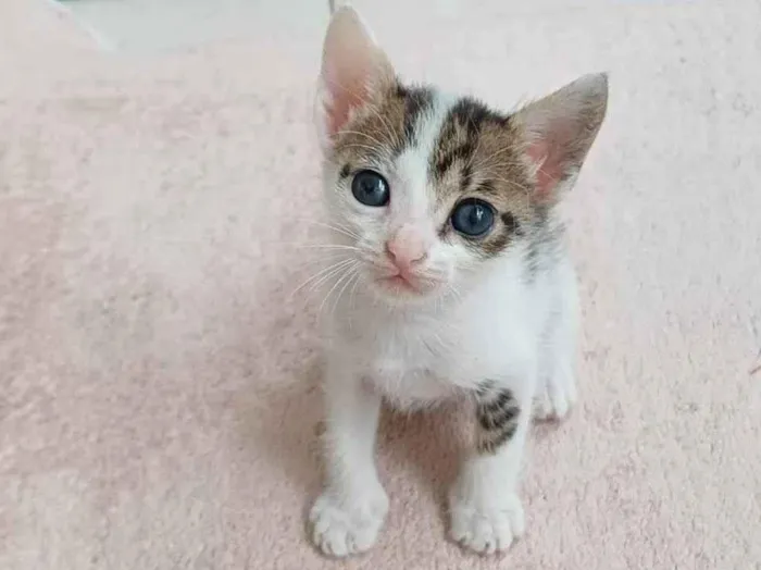 Gato ra a SRD-ViraLata idade Abaixo de 2 meses nome Zeca