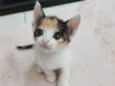 Ava