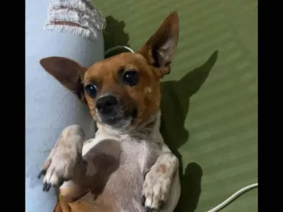 Cachorro raça Pinsher com Fox paulistinho idade 3 anos nome Pingo 