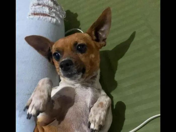 Cachorro ra a Pinsher com Fox paulistinho idade 3 anos nome Pingo 