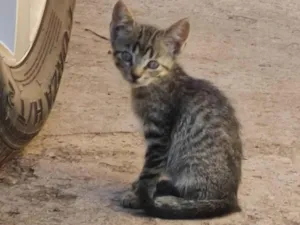 Gato raça SRD-ViraLata idade 2 a 6 meses nome Violet e Felix Norman.