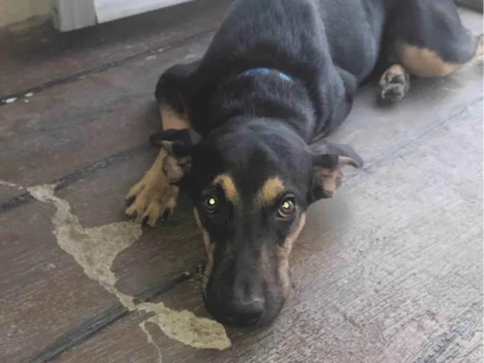 Cachorro ra a SRD-ViraLata idade 7 a 11 meses nome Zeus