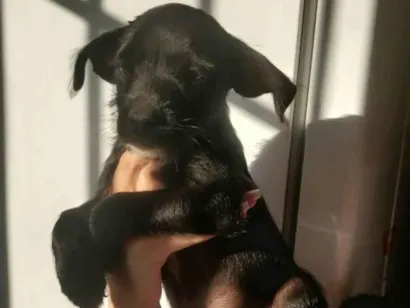 Cachorro raça Vira lata idade Abaixo de 2 meses nome Lily