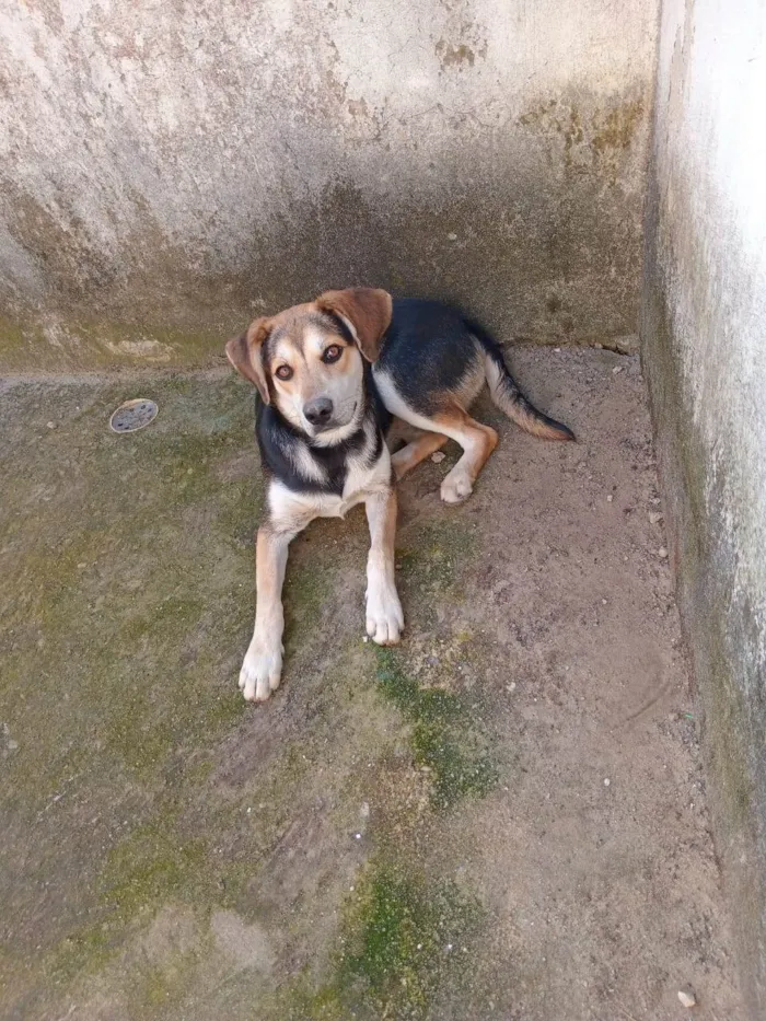 Cachorro ra a labrador - vira lata idade 7 a 11 meses nome Puppy