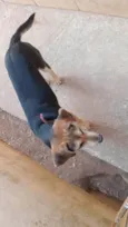 Puppy