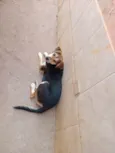 Puppy