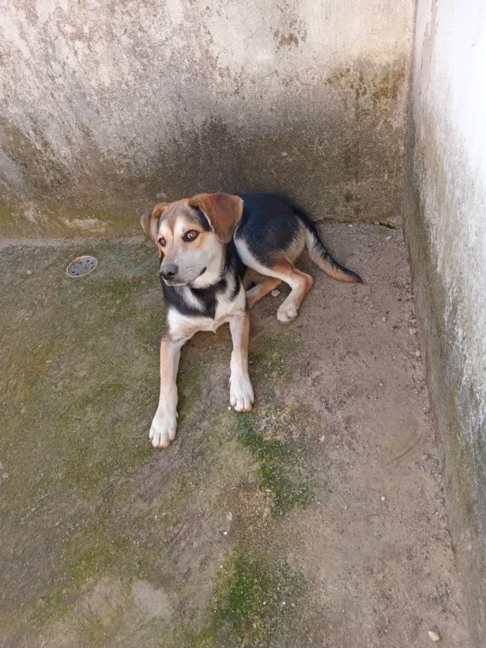 Cachorro ra a labrador - vira lata idade 7 a 11 meses nome Puppy