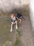 Puppy