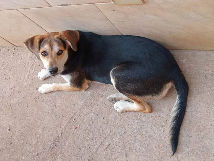 Cachorro ra a labrador - vira lata idade 7 a 11 meses nome Puppy