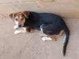 Puppy
