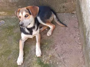 Cachorro raça labrador - vira lata idade 7 a 11 meses nome Puppy