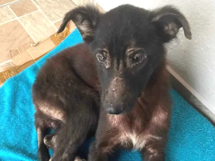 Cachorro ra a Viralata  idade 1 ano nome Maya 