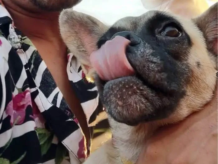 Cachorro ra a Mistiço idade 7 a 11 meses nome Cabeça 