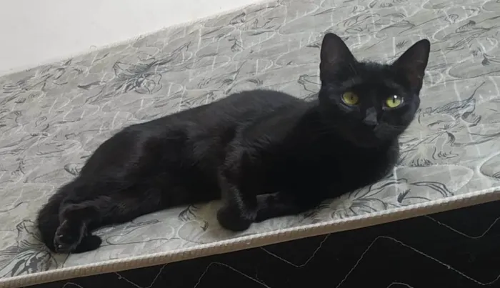 Gato ra a SRD-ViraLata idade 1 ano nome MORGANA