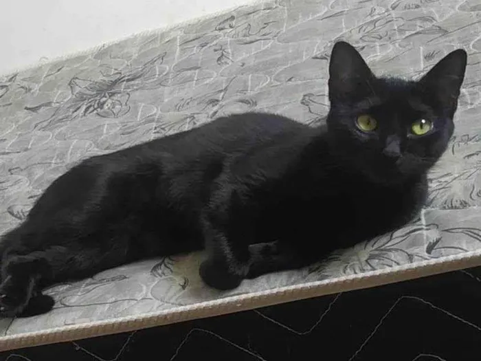 Gato ra a SRD-ViraLata idade 1 ano nome MORGANA