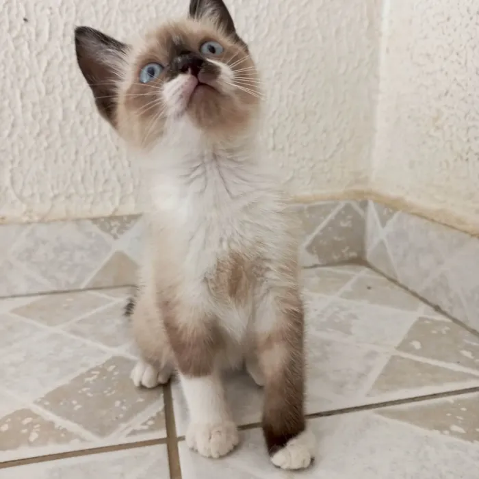 Gato ra a SRD-ViraLata idade 2 a 6 meses nome Chocolat 2meses 