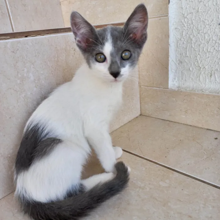 Gato ra a SRD-ViraLata idade 2 a 6 meses nome Milky bb2meses lindíssima 