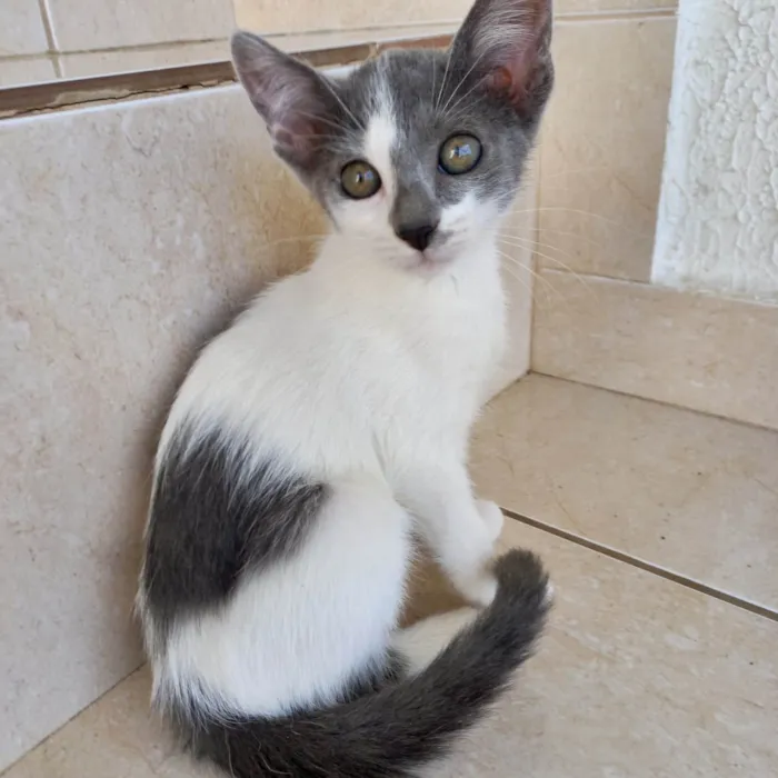 Gato ra a SRD-ViraLata idade 2 a 6 meses nome Milky bb2meses lindíssima 