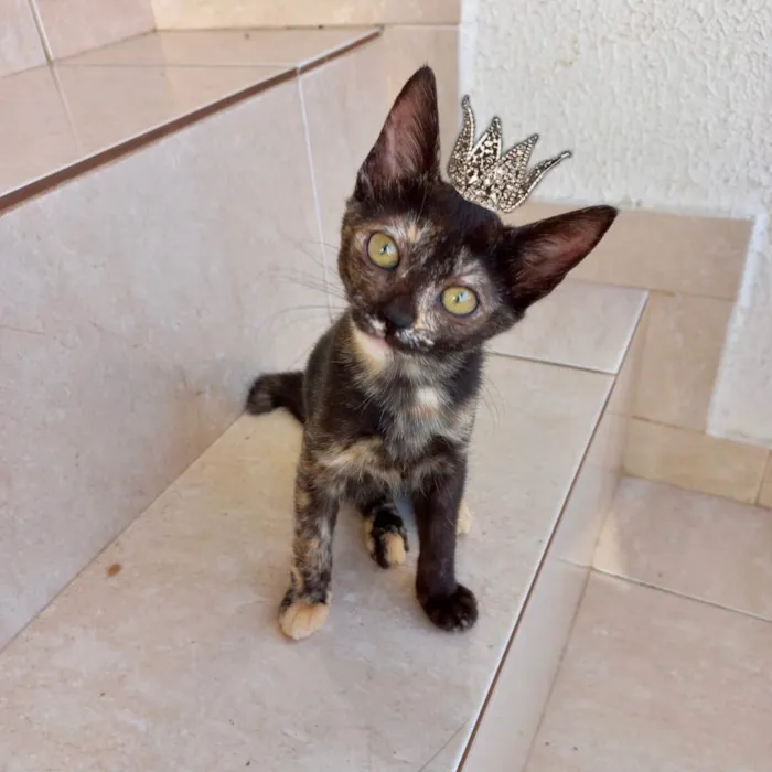 Gato ra a SRD-ViraLata idade 2 a 6 meses nome Bonbon 2meses gracinha demais ! 