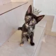 Bonbon 2meses gracinha demais !