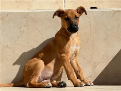 Cachorro raça SRD-ViraLata idade 2 a 6 meses nome Duda