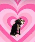 Oreo bb4meses porte Pequeno