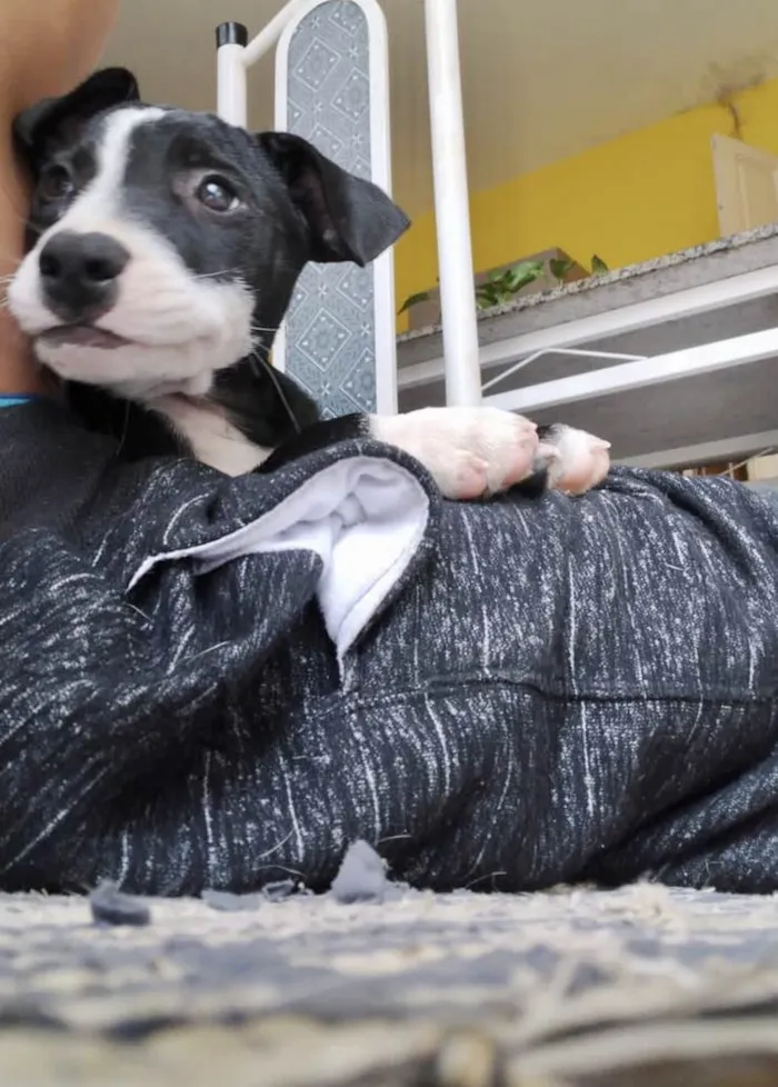 Cachorro ra a SRD-ViraLata idade 2 a 6 meses nome Oreo bb4meses porte Pequeno 