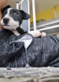 Oreo bb4meses porte Pequeno