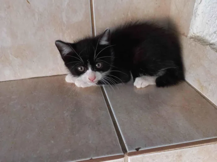 Gato ra a SRD-ViraLata idade 2 a 6 meses nome Cookie 2meses pelo longo 