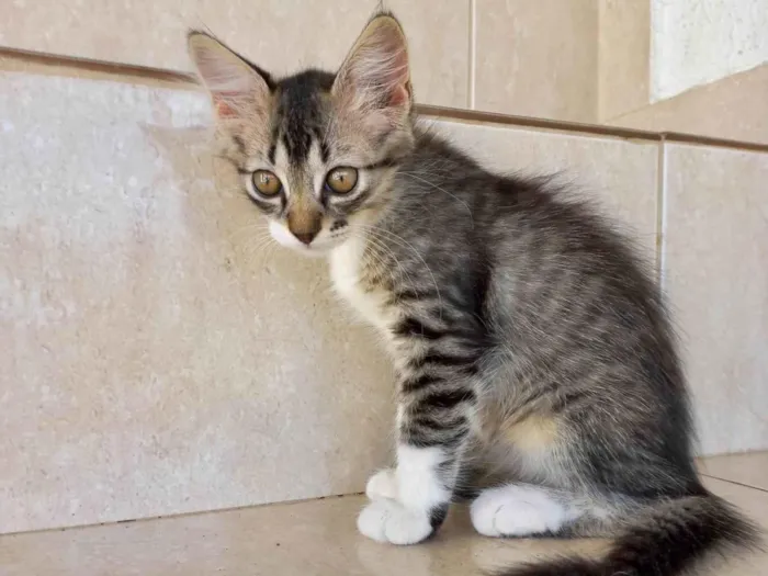 Gato ra a SRD-ViraLata idade 2 a 6 meses nome Caramel 2meses pelo longo linda 