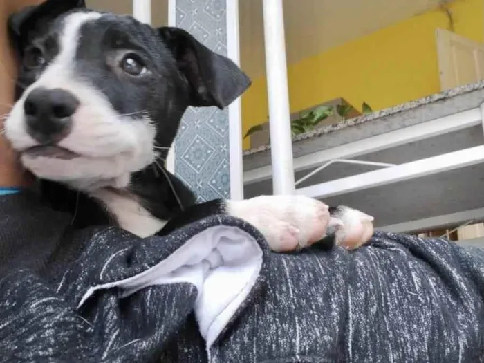 Cachorro ra a SRD-ViraLata idade 2 a 6 meses nome Oreo bb4meses porte Pequeno 