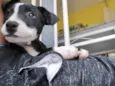 Oreo bb4meses porte Pequeno