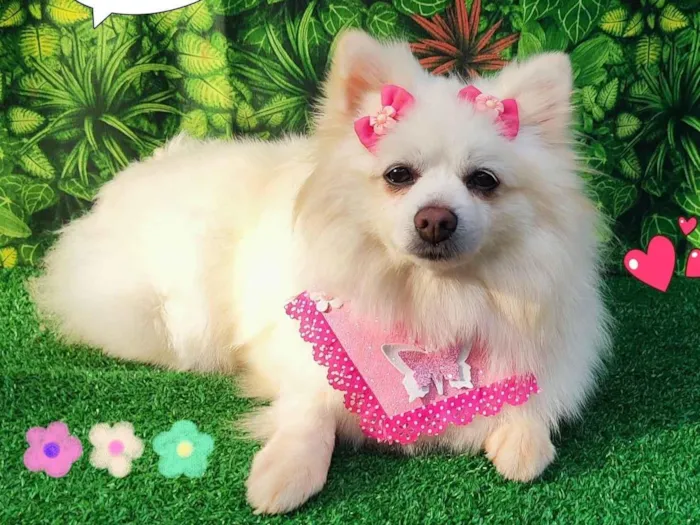 Cachorro ra a Spitz idade 5 anos nome marry