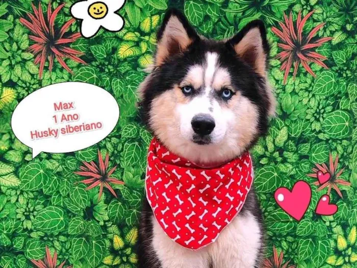 Cachorro ra a Husky Siberiano idade 1 ano nome Max