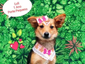 Cachorro raça SRD-ViraLata idade 1 ano nome Luli