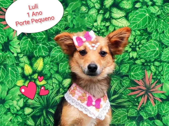 Cachorro ra a SRD-ViraLata idade 1 ano nome Luli
