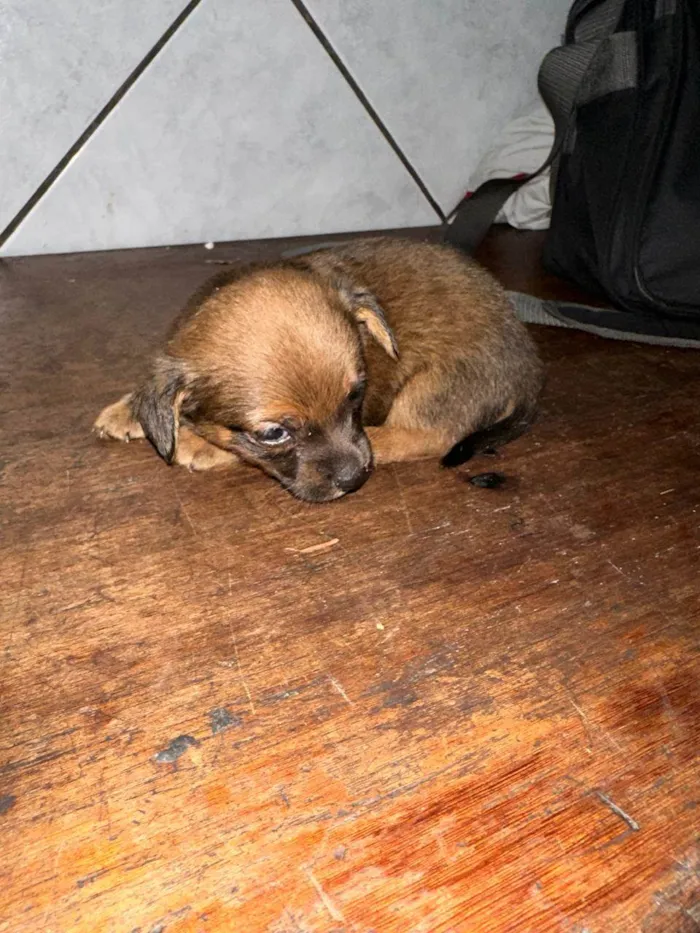 Cachorro ra a SRD-ViraLata idade Abaixo de 2 meses nome Filhotes