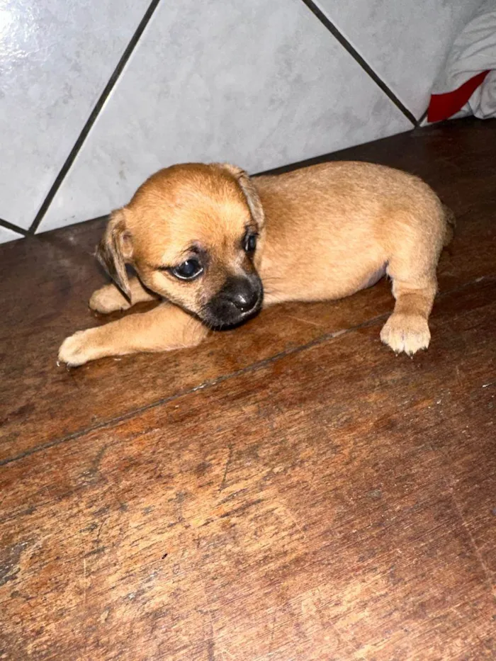 Cachorro ra a SRD-ViraLata idade Abaixo de 2 meses nome Filhotes