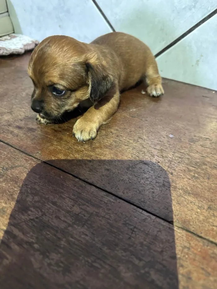 Cachorro ra a SRD-ViraLata idade Abaixo de 2 meses nome Filhotes