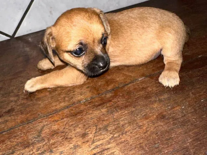 Cachorro ra a SRD-ViraLata idade Abaixo de 2 meses nome Filhotes