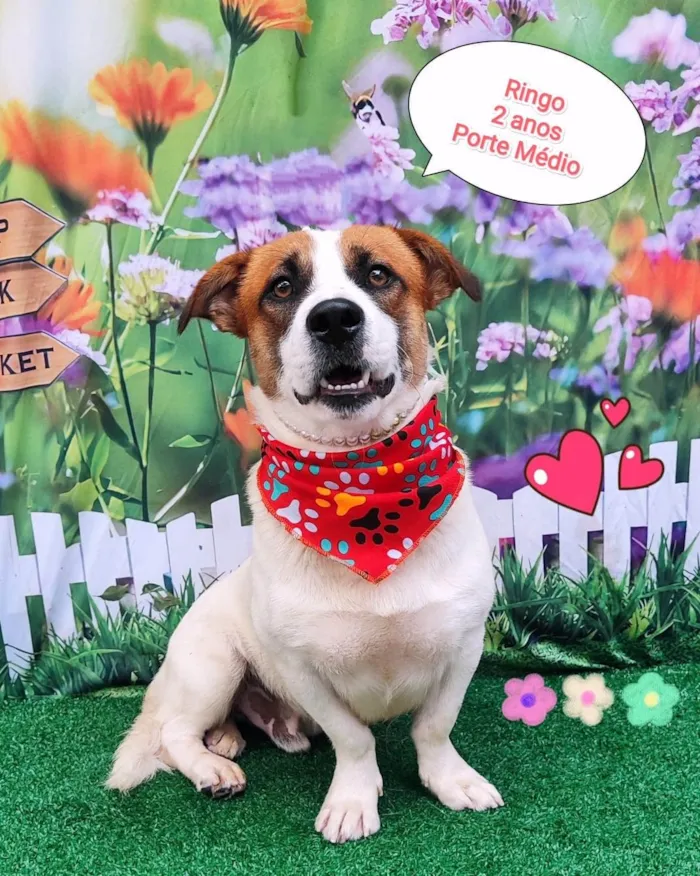 Cachorro ra a SRD-ViraLata idade 2 anos nome pingo