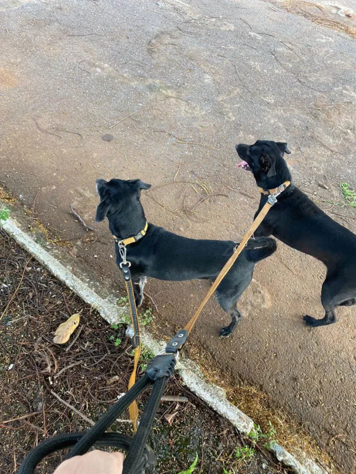 Cachorro ra a SRD-ViraLata idade 4 anos nome Frederico e Frodo