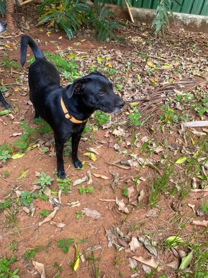 Cachorro ra a SRD-ViraLata idade 4 anos nome Frederico e Frodo