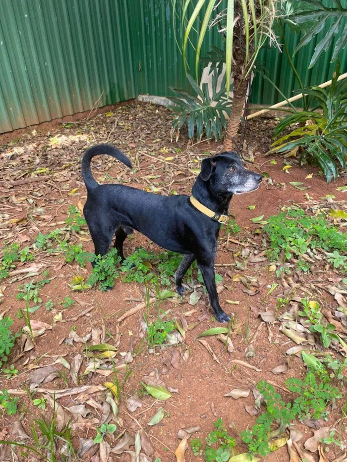 Cachorro ra a SRD-ViraLata idade 4 anos nome Frederico e Frodo