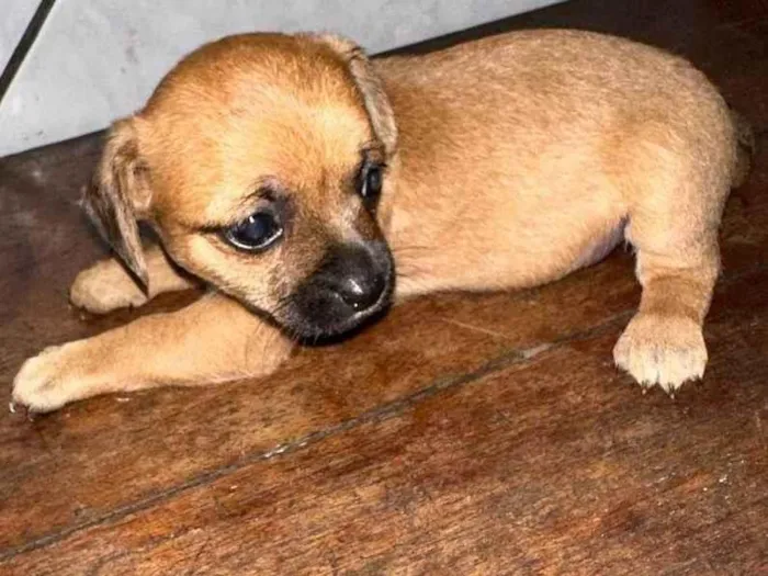 Cachorro ra a SRD-ViraLata idade Abaixo de 2 meses nome Filhotes