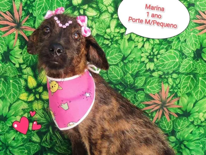 Cachorro ra a SRD-ViraLata idade 1 ano nome marina