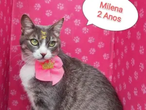 Gato raça SRD-ViraLata idade 2 anos nome Milena 