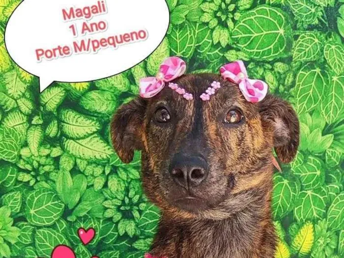 Cachorro ra a SRD-ViraLata idade 1 ano nome magali