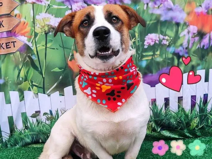 Cachorro ra a SRD-ViraLata idade 2 anos nome pingo